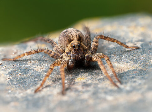 Wolf Spider Waiting on Prey