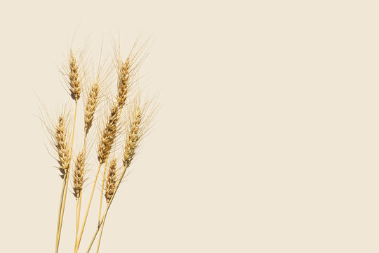 Close up ripe yellow ears of wheat with awns on beige background. Top view ears of cereal crops, natural organic wheat grain crop, harvest concept, minimal design, cereals plant at sunlight