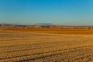 view of a crop field in Spain