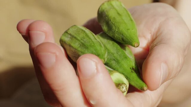 Close up of Okra on hand in farm. Plantation of natural okra. Fresh okra vegetable.