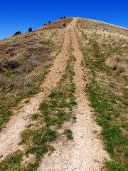 Dirt Road Tracks on Hillside Texture and Juniper Trees