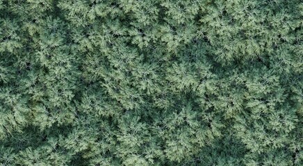 trees in the forest, top view, area view, isolated on white background, 3D illustration, cg render