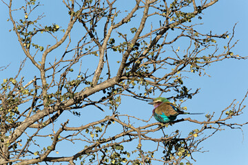 Ave Carraca Lila en rama de árbol.