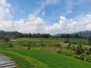 Fototapeta na wymiar Check out this breathtaking green landscape of paddy fields with a backdrop of majestic mountains and fluffy white clouds. The beautiful scenery is a perfect blend of natural beauty and serenity