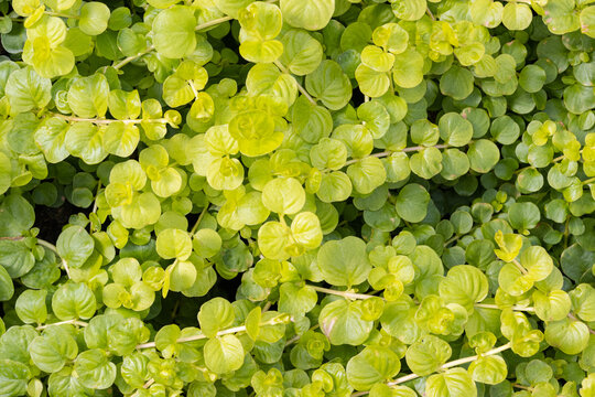 Green moneywort also known as creeping Jenny bacground texture growing on garden. Lysimachia nummularia