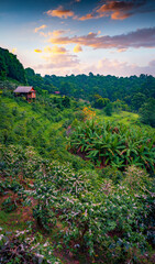 Fototapeta na wymiar Typical morning view of Cambodia countryside with wooden chalet on the poles on the green hill. Stunning summer sunrise in the mountain valley.
