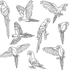 set pack of outline parrot collection vector illustration isolated in white background  © Dwiatmoko