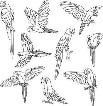 set pack of outline parrot collection vector illustration isolated in white background	