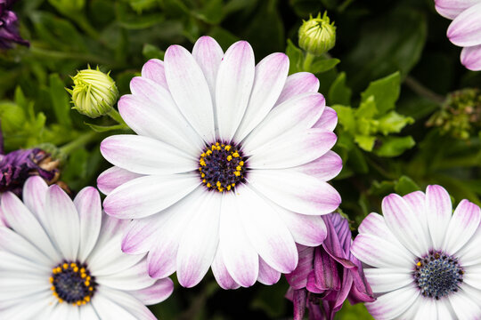 White and purple African Daisy Flower growing on garden. Dimorphotheca pluvialis