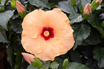 Beautiful orange color Hibiscus Rosa Sinensis flower. Hibiscus rosa-sinensis L