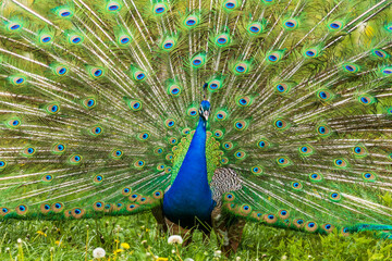 Naklejka premium Beautiful colorful peacock bird. The peacock has an outstretched tail. There are colored eyes on the tail.
