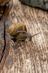 Escargot rampant sur une traverse de chemin de fer en bois - pierres en arrière plan