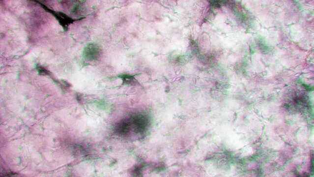 blood of Rana temporaria, eritrocytes in capillary bed, slow motion , frog , microscopic view, Rana temporaria, capillary bed