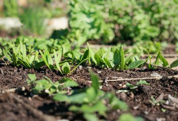 Many spinach seedling in garden with defocused vegetables. Spring garden background. Spinach plants growing in rows in community garden on a sunny day. Known as Spinacia oleracea. Selective focus.