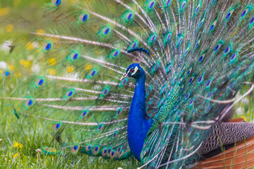 Obraz premium Beautiful colorful peacock bird. The peacock has an outstretched tail. There are colored eyes on the tail.
