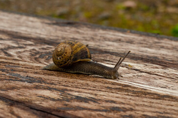 Escargot rampant sur une traverse de chemin de fer en bois - fond verdure