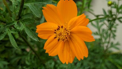 orange flower in the garden