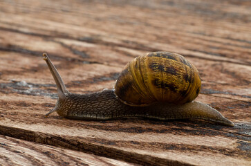 Escargot rampant sur une traverse de chemin de fer en bois - profil gauche