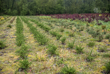 Fototapeta na wymiar Plantatnion of young green fir Christmas trees, nordmann fir and another fir plants cultivation, ready for sale for Christmas and New year celebratoin in winter