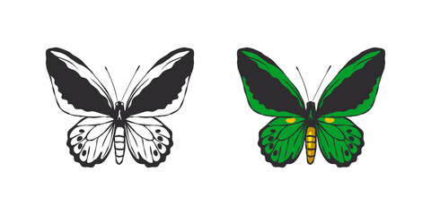 Fototapeta na wymiar Butterflies images. Hand drawn green butterfly. Pictures of funny butterflies. Vector scalable graphics
