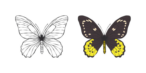 Obraz na płótnie Canvas Butterflies images. Painted butterfly. Pictures of funny butterflies. Vector scalable graphics