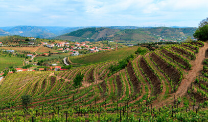 Fototapeta na wymiar Douro valley- vineyard terrace- Portugal