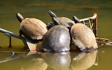 Turtles relaxing in the sun