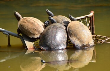 Turtles relaxing in the sun