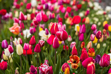 From above bright red tulips with green fresh leaves growing in flowerbed in spring in a field