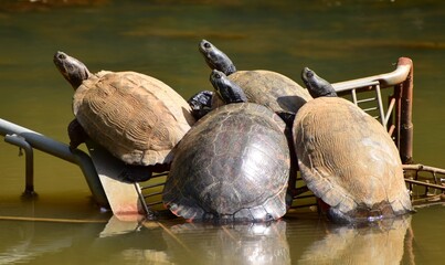 Turtles relaxing in the sun