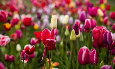 From above bright red tulips with green fresh leaves growing in flowerbed in spring in a field