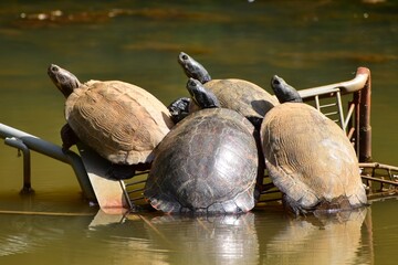 Turtles relaxing in the sun