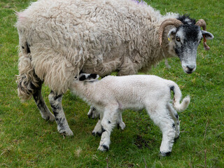 Mother feeding happy lamb