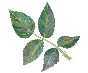 Rose leaves on a twig, isolated on a white background. Watercolor illustration drawn by hand. Suitable for the design of postcards, labels, packages, invitations, posters, prints and more
