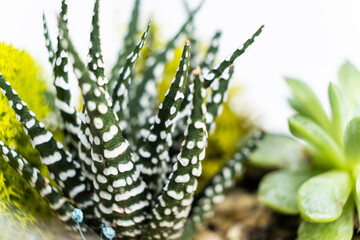 Haworthia, pachyphytum and other succulents close-up on a white background