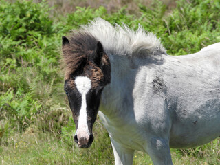 Fototapeta na wymiar Dartmoor pony