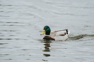 Wild duck in a large pond