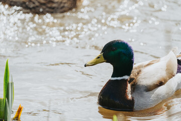Fototapeta premium Wild duck in a large pond