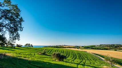 Beautiful sunrise in the countryside of Marche in a summer morning