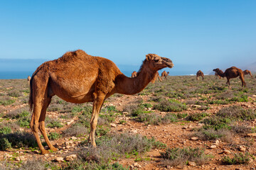 Beautiful camel in Morocco