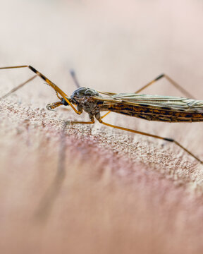 A close-up of a limoniidae mosquito