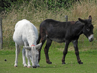 White and black donkeys