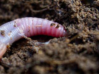 Detail of an earthworm trying to burrow into the ground