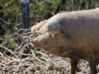 Close-up photo of a Turopolje pig (Turopoljska svinja) on the farm at Lonjsko Polje Nature Park, Croatia