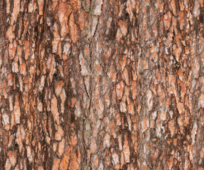 seamless pine's bark texture