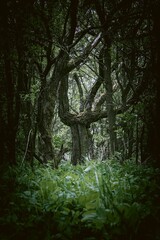 Old tree in the forest. Dark moody image. Toned.