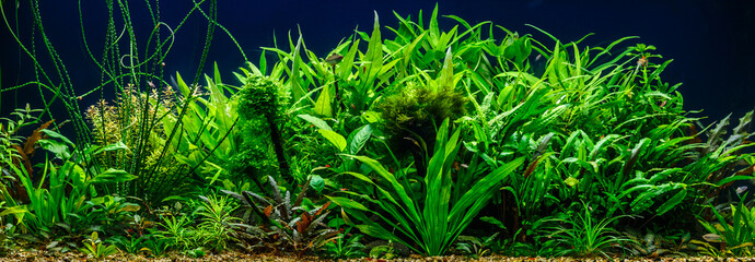 A green beautiful planted tropical freshwater aquarium with fishes