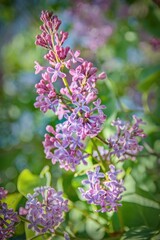 Veronica persica, small blue flowers on a green meadow