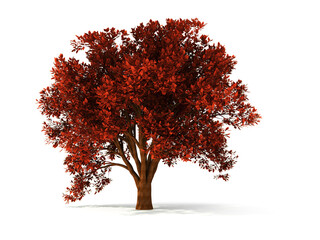 isolated autumnal tree with red foliage