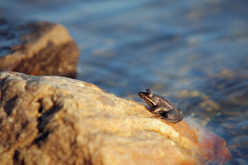 small frog seat at stone